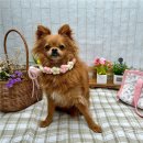 부산애견유치원 댕스하우스 | 부산애견호텔,유치원,반려견미용까지 한번에 가능한 댕스하우스