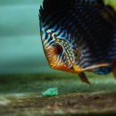 엘리스PC 이미지