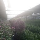 미소화원 이미지