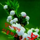 아라둘레 Daum카페