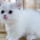 강남고양이 분양 히어로펫 이미지