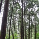 축령산자연휴양림 이미지