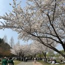 해맞이동산 | 🌸 대구 벚꽃 실시간 후기 동촌유원지 &amp; 꽃보라동산 (250329 기준 만개)