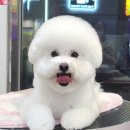 허니비 펫살롱 이미지