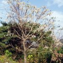 광성토굴새우젓 이미지