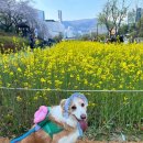쿨노래연습장 | 🌱25년 4월의 나🌱