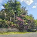 11650-1-10-708 | 일본 오키나와 더 부세나 테라스 2박3일 숙박 후기 태교여행 숙소 추천