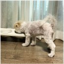 전주강아지분양 미니퍼피 가정견사 직영 | 전주강아지분양, 미니퍼피 가정견사 직영점에서 찾은 소중한 강아지들