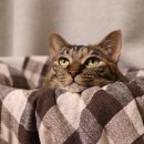 남원동물병원 이미지