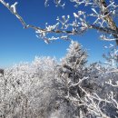 제98회 평창 오대산 산행 안내 이미지