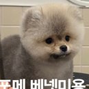 글로리퍼피 이미지