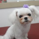 댄디애견 이미지