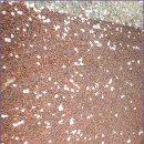 낙동강제방(강서30리벚꽃길) 이미지