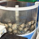 광동수산 | 몽산포어촌계 수산물판매장 광동호 수산 후기 | 태안 신선한 해산물 제대로 포장해 온 곳