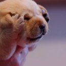 카페오르 이미지