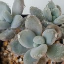 하루꼬지 이미지