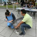 춘천애견미용학원 이미지