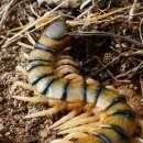 제경한의원 | 척추관 협착증 수술후, 만성 통증에 '오공환' (실제 후기, 지네 효능과 주의사항)