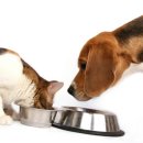 광주동물약국 이미지