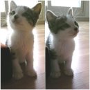 고돌이네 이미지