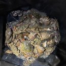 인천 영흥도 어울림 캠핑장 즐거운 단체캠핑 해루질 후기
