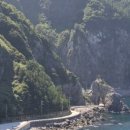 울릉벚꽃 이미지