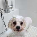 허니애견 이미지