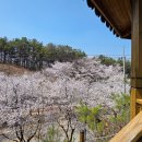 순천만자연드림목장 | 2026 봄꽃 여행지 17곳 총정리 | 매화·산수유·벚꽃·겹벚꽃 명소 위치·주차·일정까지