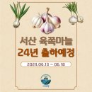 ★ 24년 서산 육쪽마늘 6월 15일경 출하예정 ★ 이미지