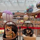 로제펫샵 이미지