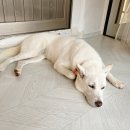 명견 | 25kg 진돗개와 양양 여행가기 (남애리458스테이 본관)