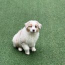 피스켄넬 이미지