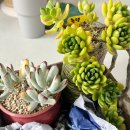 흙사랑 다육식물농원 이미지