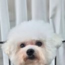 강아지 마법사 골드맘 네이버블로그