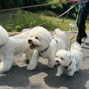 GPS 애견학교 이미지