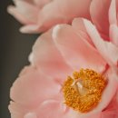 보테니컬 이미지