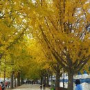 곡교천 은행나무길 이미지