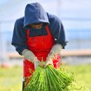 노안농장 이미지