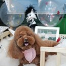 윤애견미용 이미지