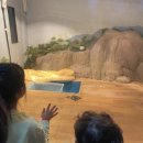 파주 아이랑 가볼만한 곳 헤이리마을 사파리체험관 – 아이들 눈높이에 딱! 직접 만져보는 동물체험