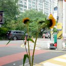 메종드 88 이미지