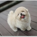 광주강아지분양 펫블리 애견 샵 이미지