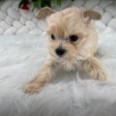 남지애견샵 이미지