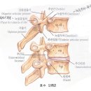 척추의 형태와 특징 이미지
