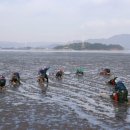 벌교 중앙초교 이미지