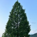 부흥분식 이미지