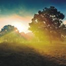 나무의꿈 이미지