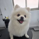 도담 이미지
