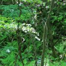 자연그리 이미지