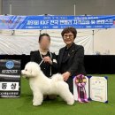 🐾 국제 도그쇼 심사위원으로 활약한 구미펫 정경옥 원장님 이야기